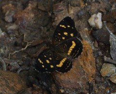 Anthanassa ptolyca