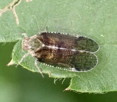 Cixius nervosus