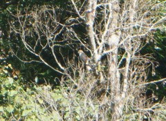 Accipiter striatus chionogaster