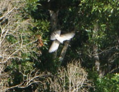 Accipiter striatus chionogaster