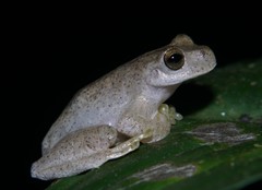 Ptychohyla hypomykter