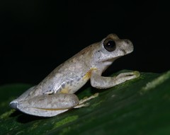 Ptychohyla hypomykter