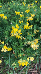 Lotus corniculatus