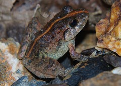 Craugastor aurilegulus