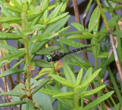 Somatochlora albicincta