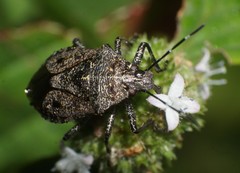 Apateticus lineolatus