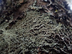 Heterodermia isidiophora