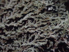 Heterodermia isidiophora