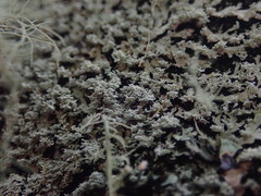 Heterodermia isidiophora