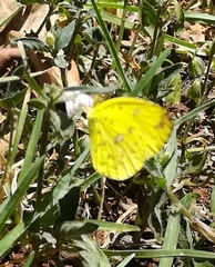 Eurema floricola