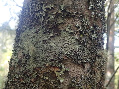 Heterodermia isidiophora