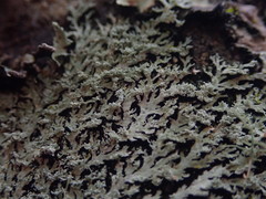 Heterodermia isidiophora