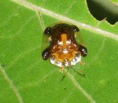Deloyala guttata