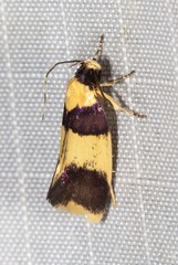 Telecrates laetiorella