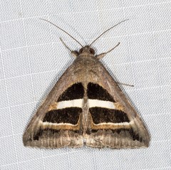 Grammodes occulta