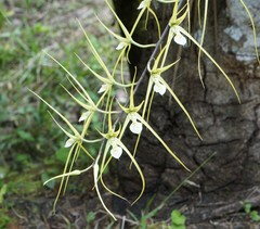 Brassia verrucosa