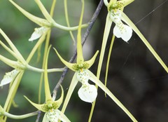 Brassia verrucosa