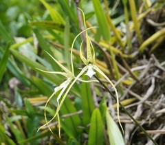 Brassia verrucosa