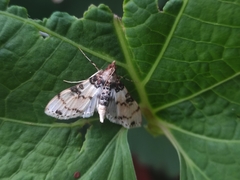 Azochis rufidiscalis