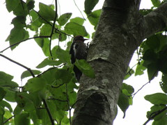 Sphyrapicus ruber