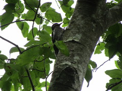 Sphyrapicus ruber