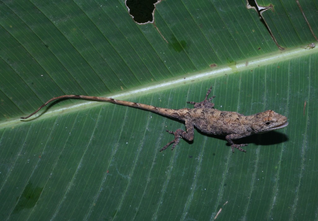Muralla Anole