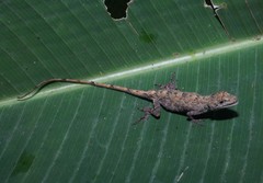 Anolis muralla