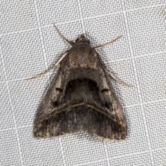 Acantholipes trajecta