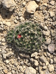 Escobaria missouriensis