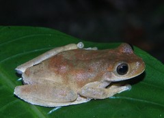 Ptychohyla hypomykter