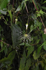 Clematis henryi