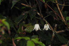Clematis henryi