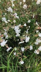 Silene latifolia