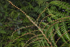 Drynaria meyeniana