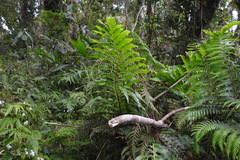 Drynaria meyeniana