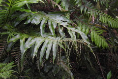 Drynaria meyeniana