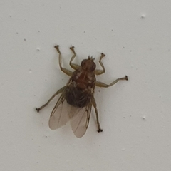 Ornithomya avicularia