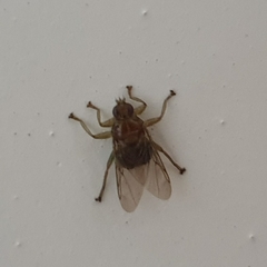 Ornithomya avicularia