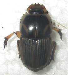 Oniticellus formosus