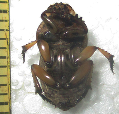 Oniticellus formosus