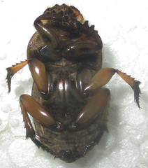 Oniticellus formosus