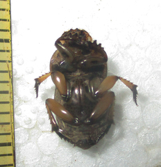 Oniticellus formosus