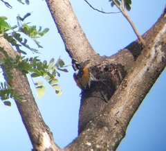 Chrysocolaptes festivus