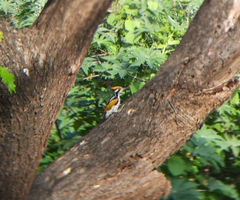 Chrysocolaptes festivus