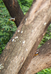 Chrysocolaptes festivus