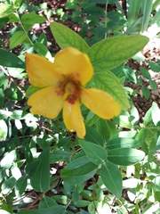 Hypericum × hidcoteense