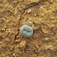 Cymbacha cerea