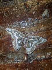 Rothschildia cinctus