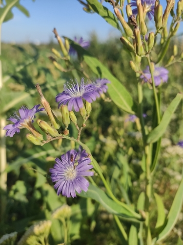 Blue lettuce (Lactuca tatarica)