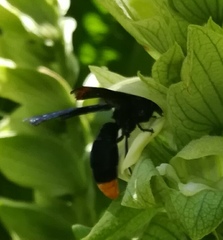 Synagris